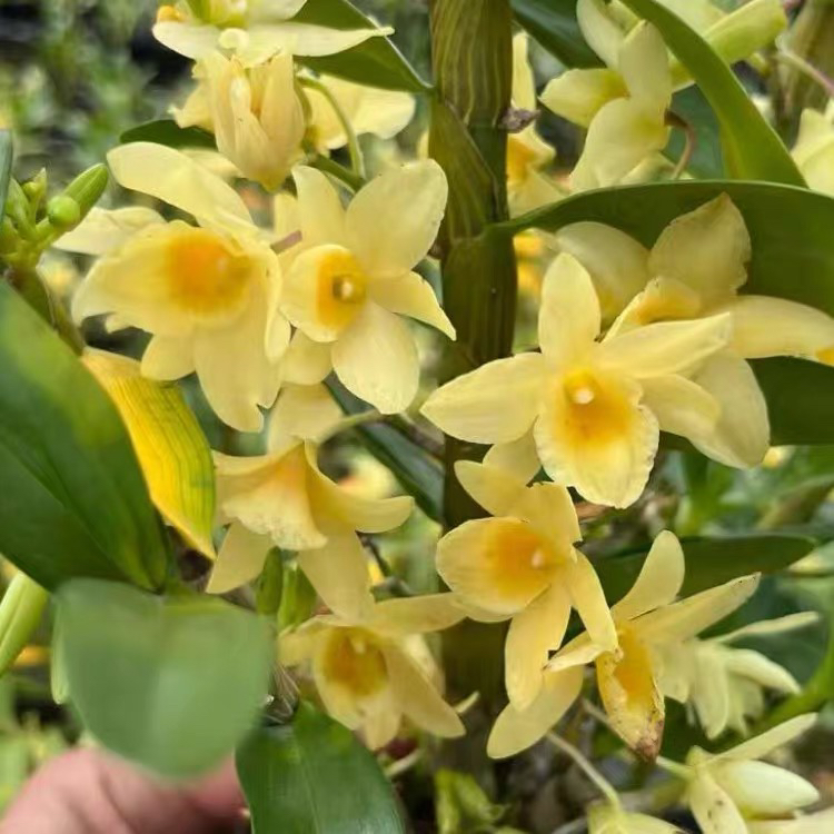 洋兰春石斛仙蒂现货原盆连体今年开花苗室内室外办公室绿植盆栽兰