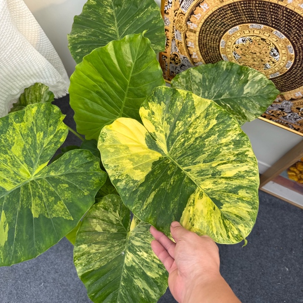 超大黄锦象耳芋室内观赏净化空气大叶象耳芋锦花卉绿植盆栽