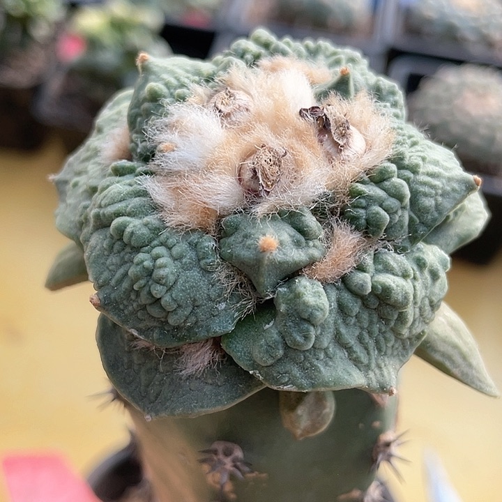 仙人球袖浦接怒涛202