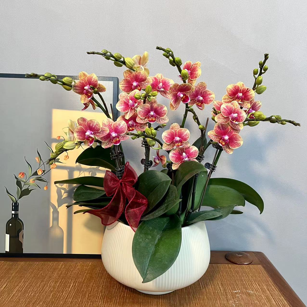 蝴蝶兰【金蝶】稀有色系植株室内礼品花高端绿植花卉小众品种