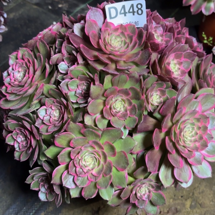 皓*瑞妈一物一拍448