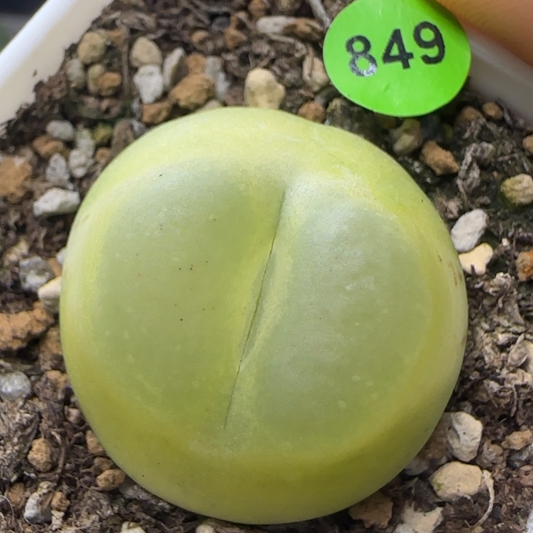 拉登2.78多肉植物849