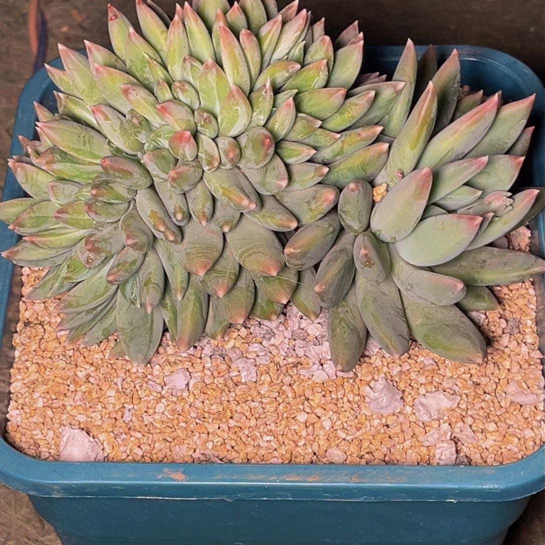 2月16号晚上多肉植物群生多肉植物群生多肉