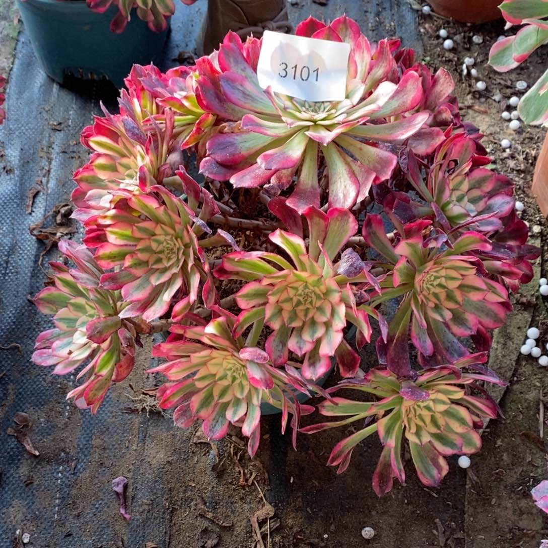 3101号红彤白3101号