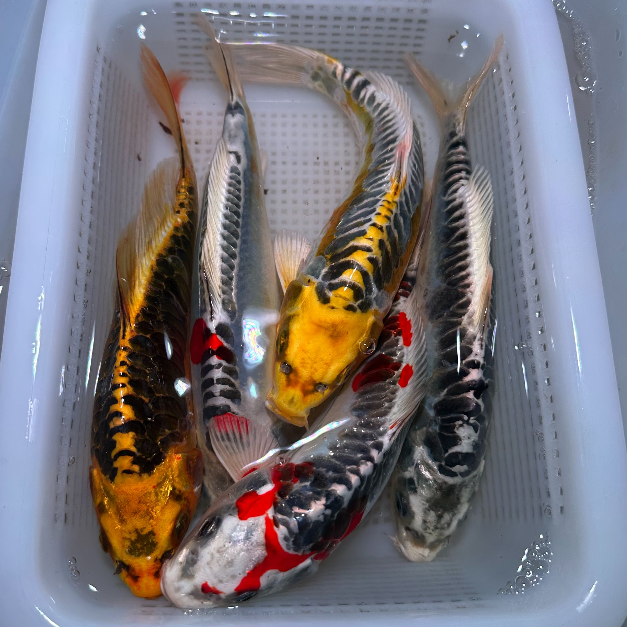 【五条装】15-20德系彩龙颜色混搭龙鳞无磷少鳞包邮