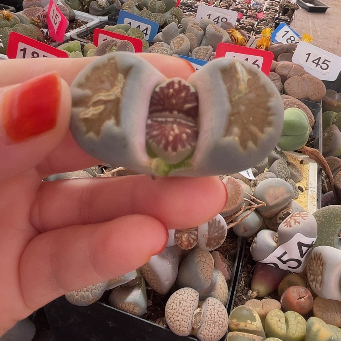 生石花一颗000256