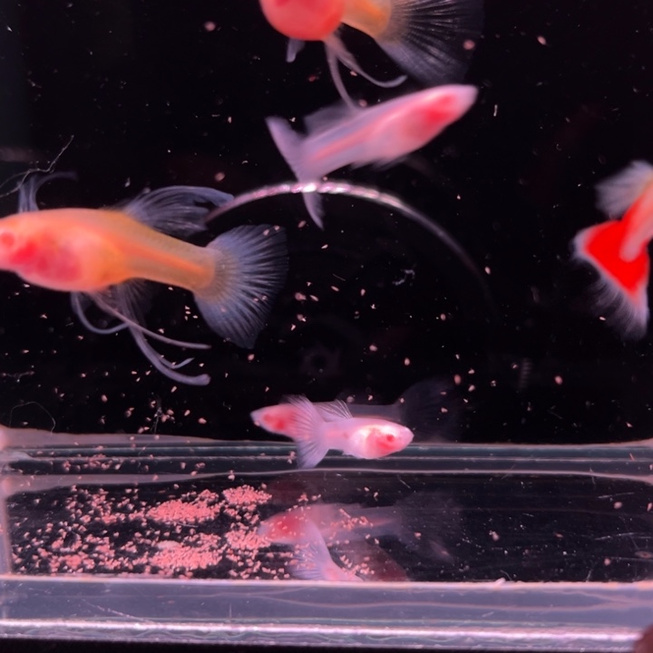 孔雀鱼蓝白玻璃大C4公2母