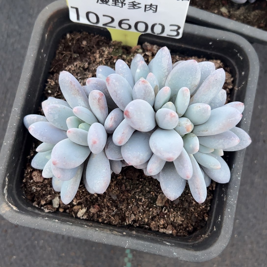 1026003 橙龙朵朵无砍