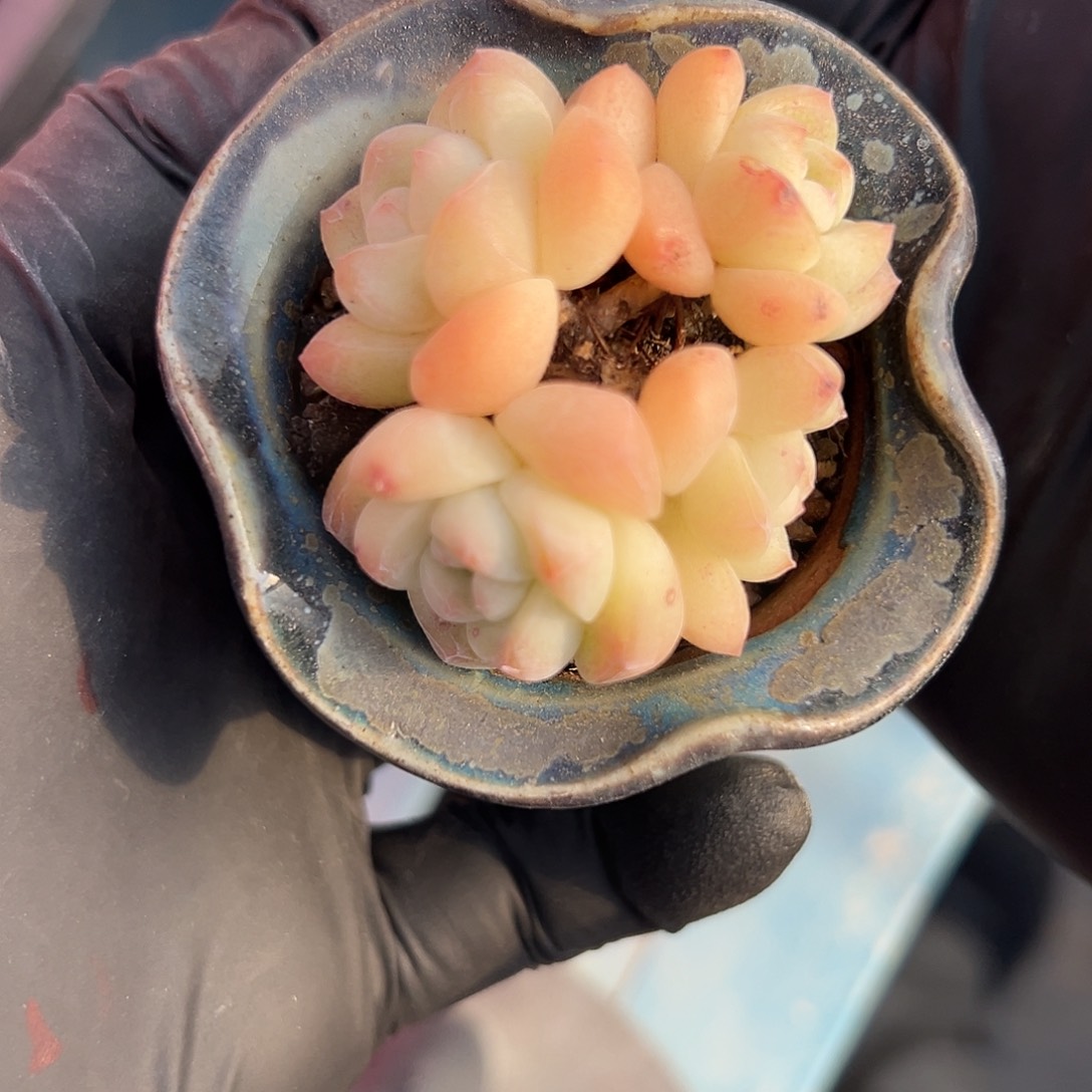 2750，四头冰玉带盆发