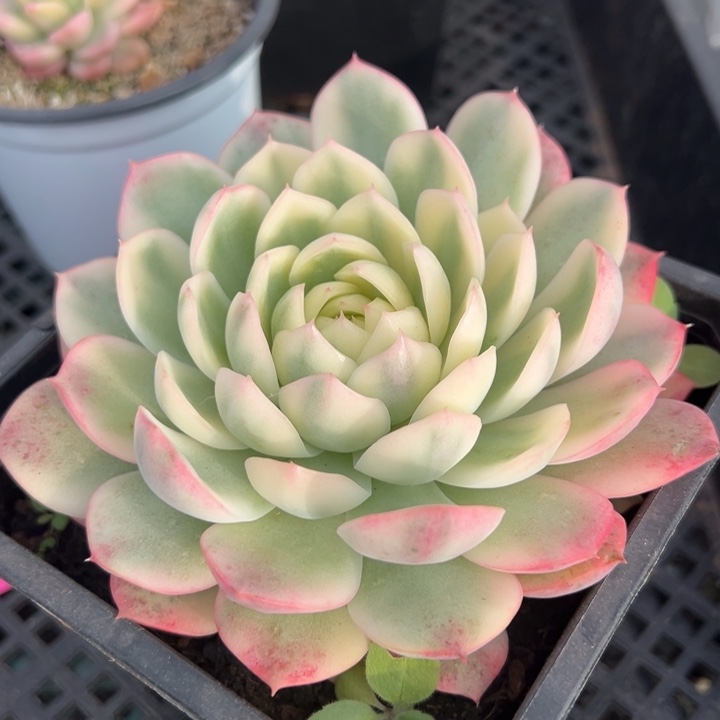 粉水晶锦一物一拍锦龙