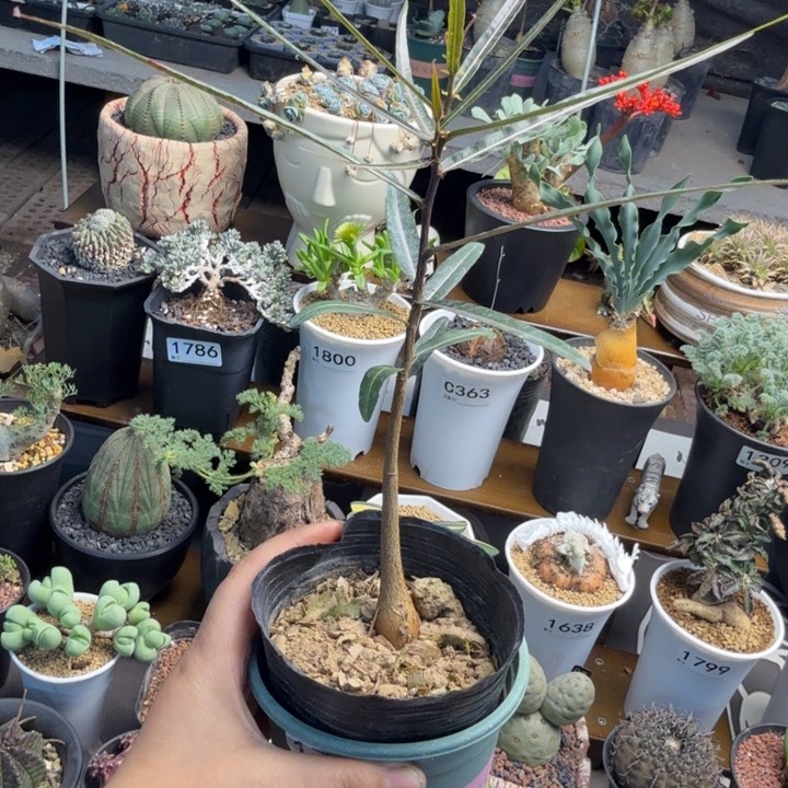 昆士兰1791 （满28包邮）