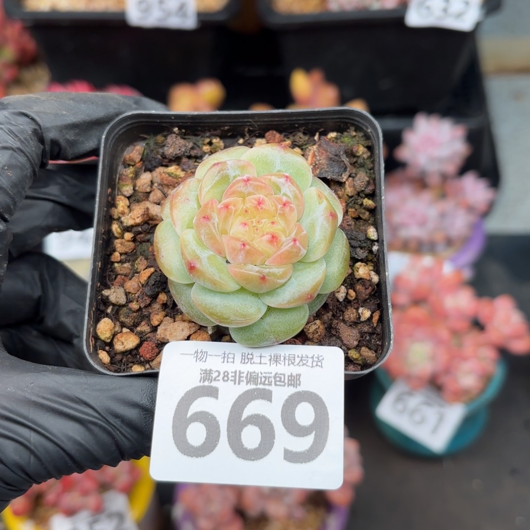 玉钻单头无盆土发货