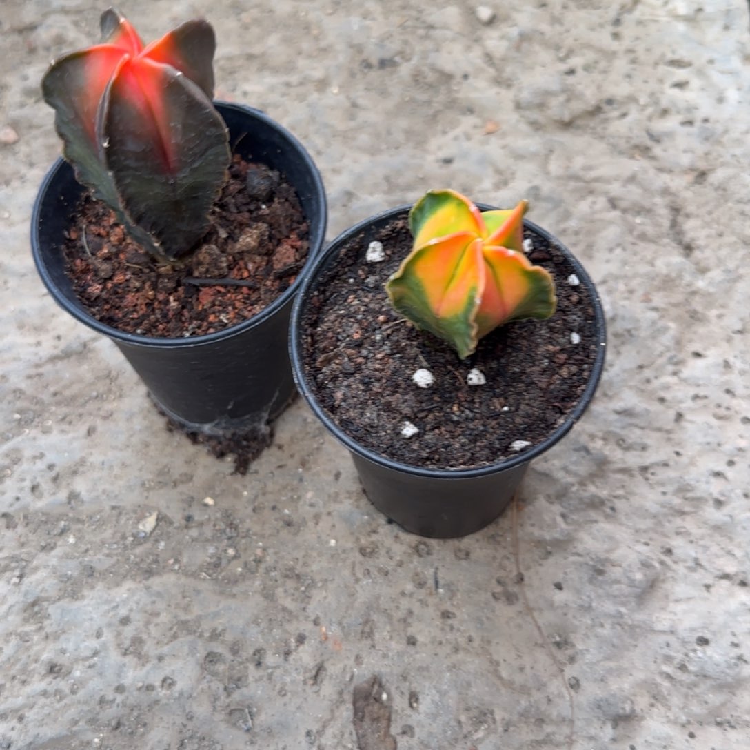 完全开放哈哈哈哈哈哈哈哈哈哈哈哈