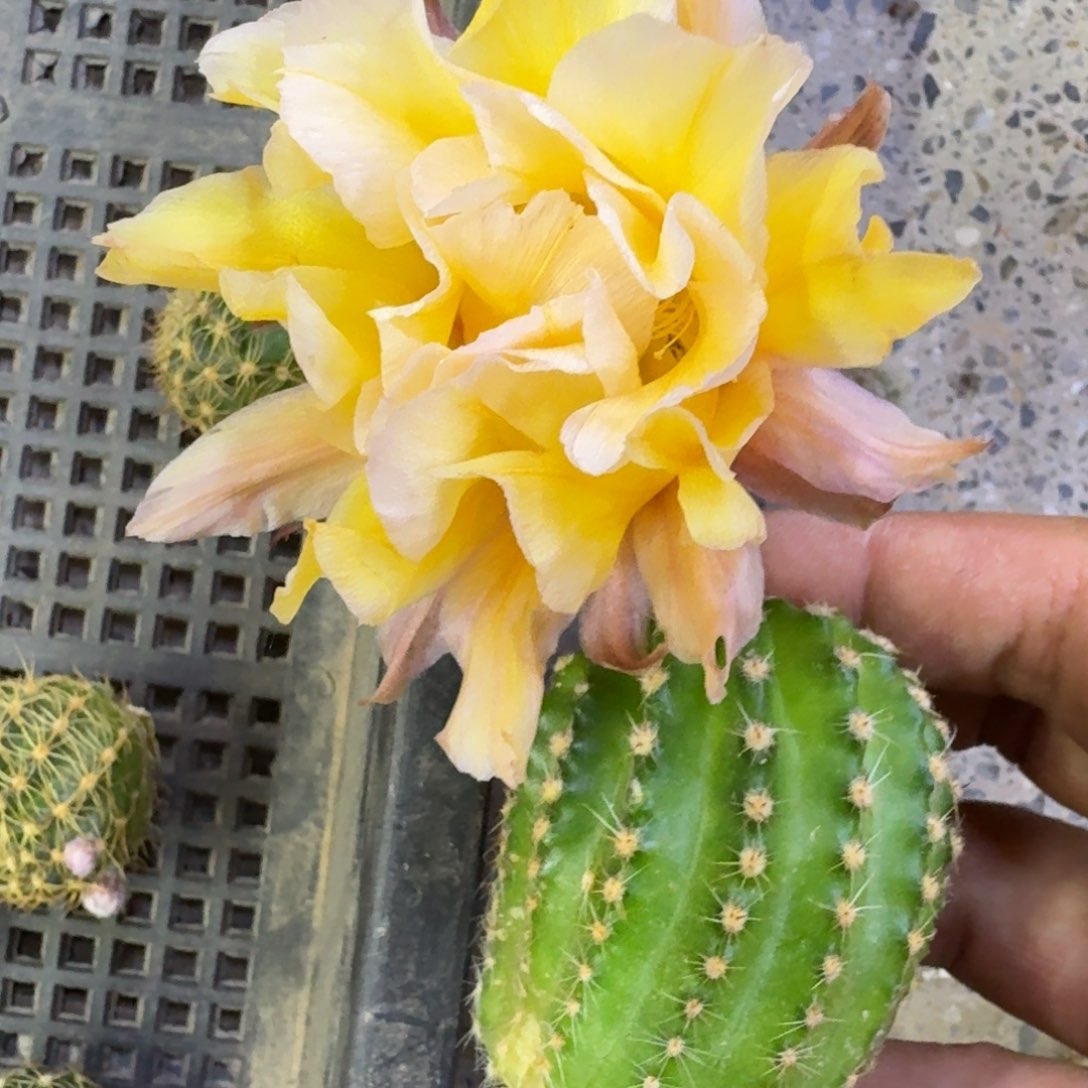 14彩草依然歪4公分无根侧牙，20包邮