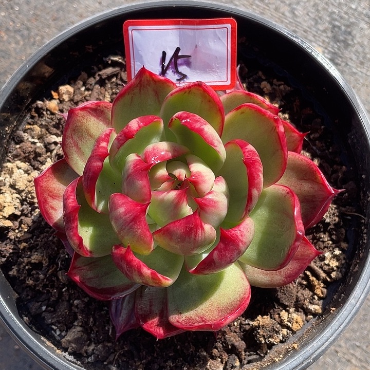 15:：：：：：：：：：：：：：/