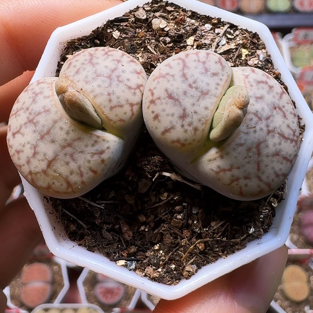 生石花11111。    235