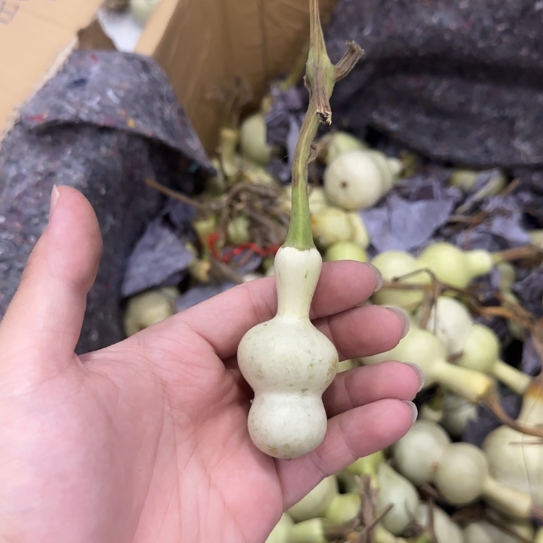 有***人葫芦djdjdjdjdjddjdn