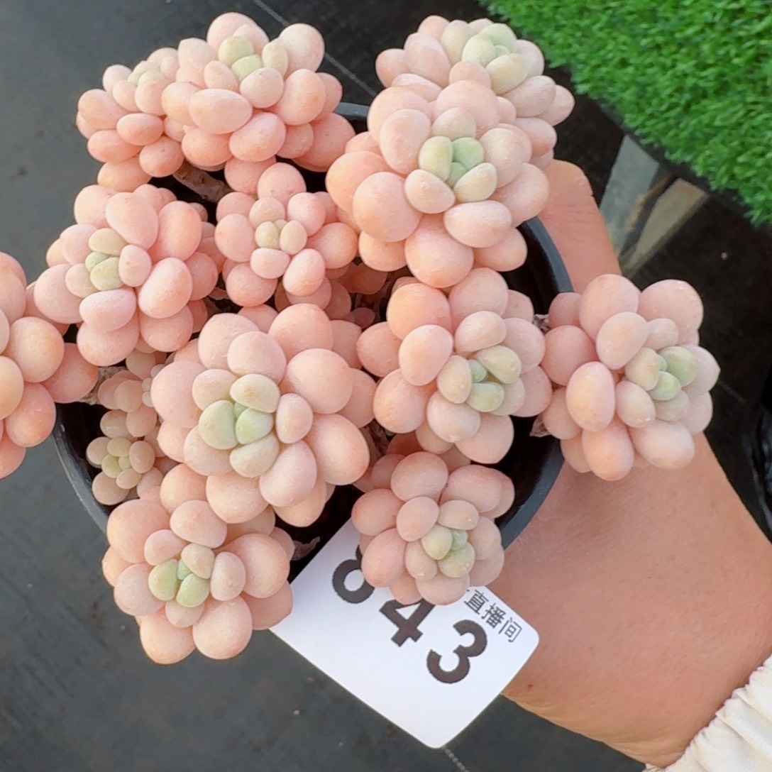 洛可可老桩         多肉植物