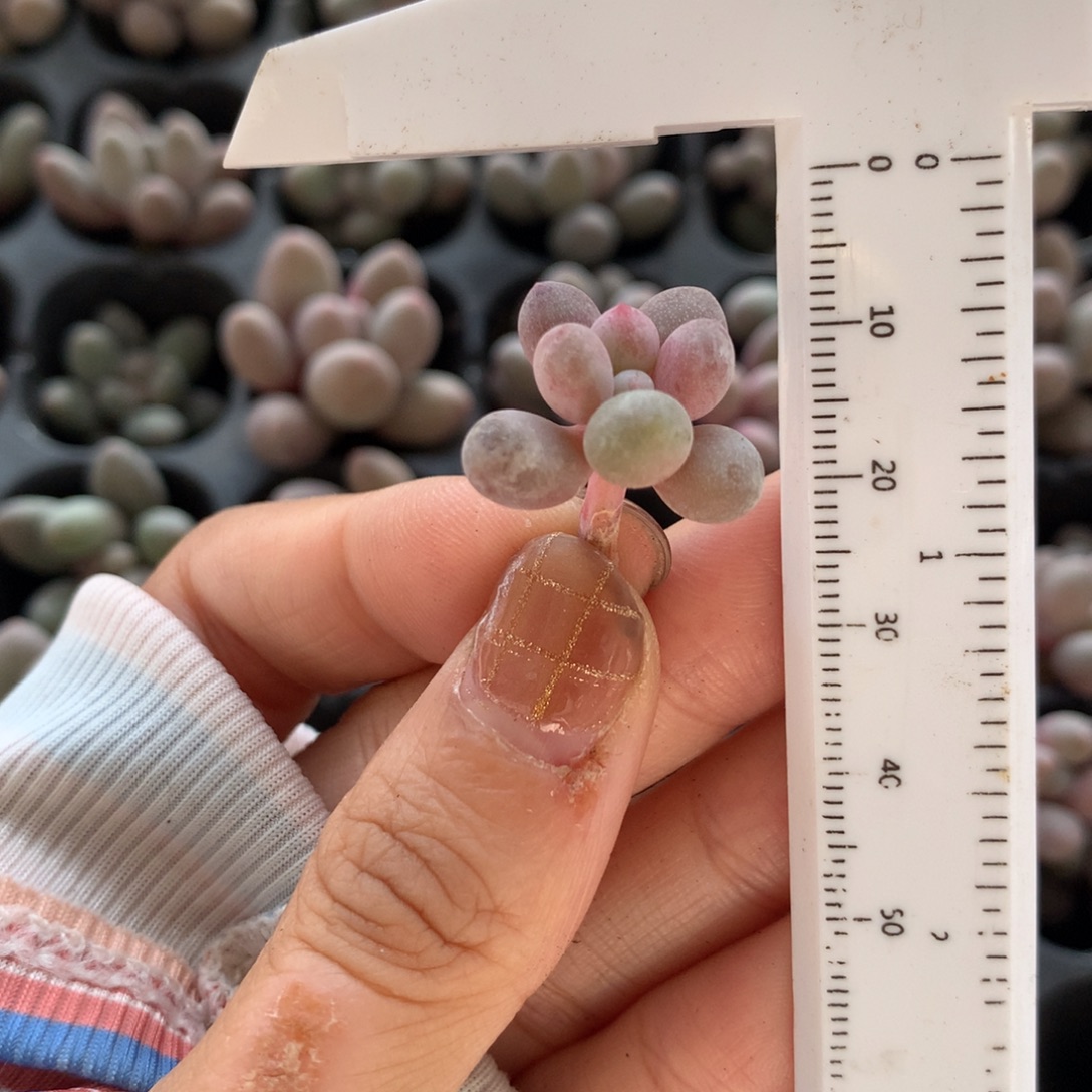 砍头没有发根 仙子奶酪