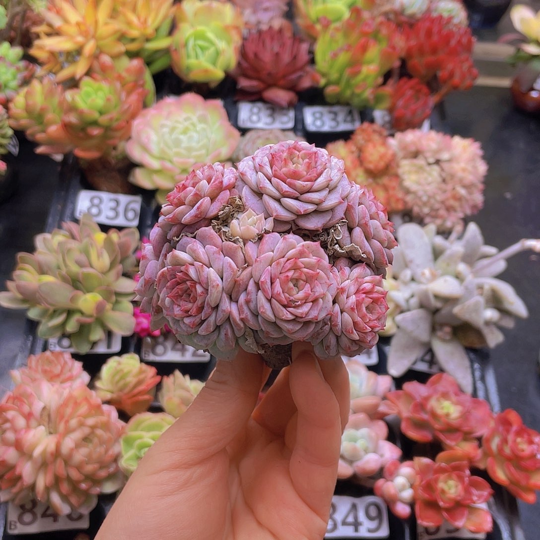 小****花钱花钱花钱花钱花钱