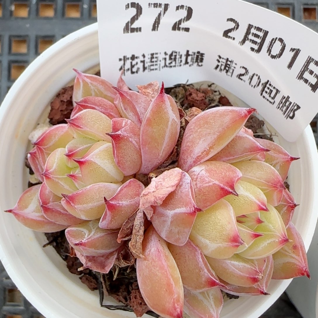 花语逸镜0201-272