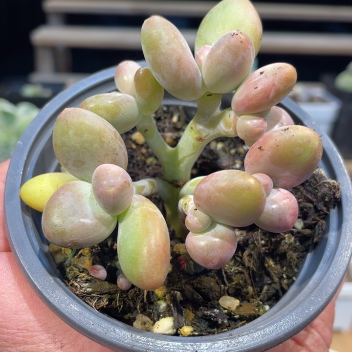 芒果奶朵朵514号的多肉啊啊