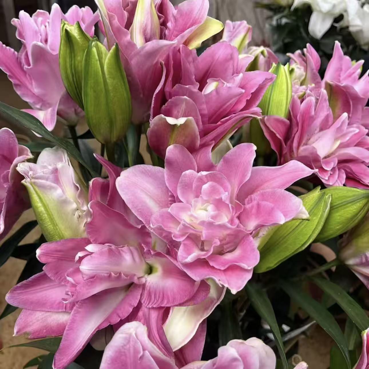 粉霞 25cm香水秋百合进口种球带芽重瓣耐寒耐热庭院阳台种植