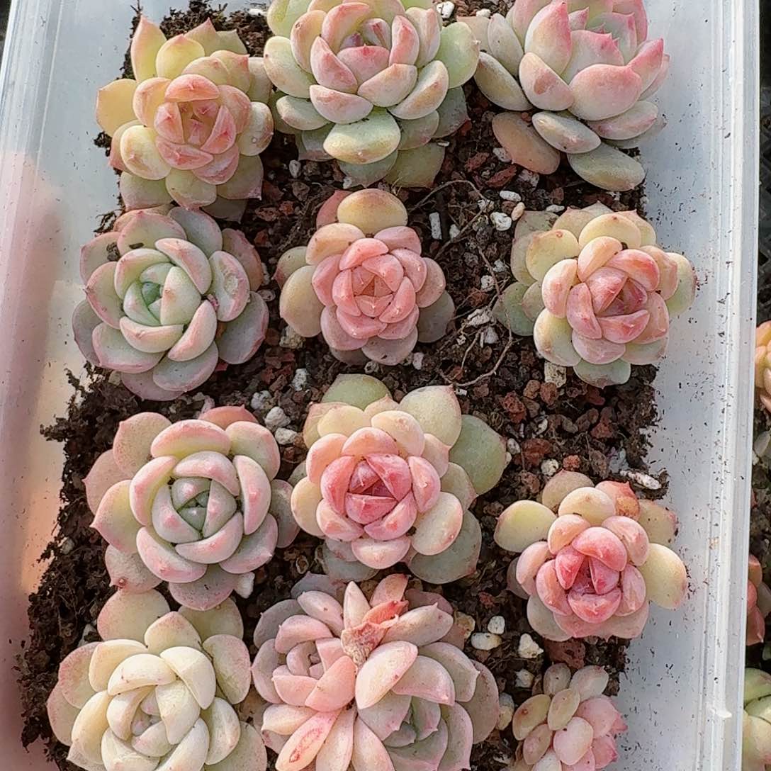 杂交新品珍妮多肉314