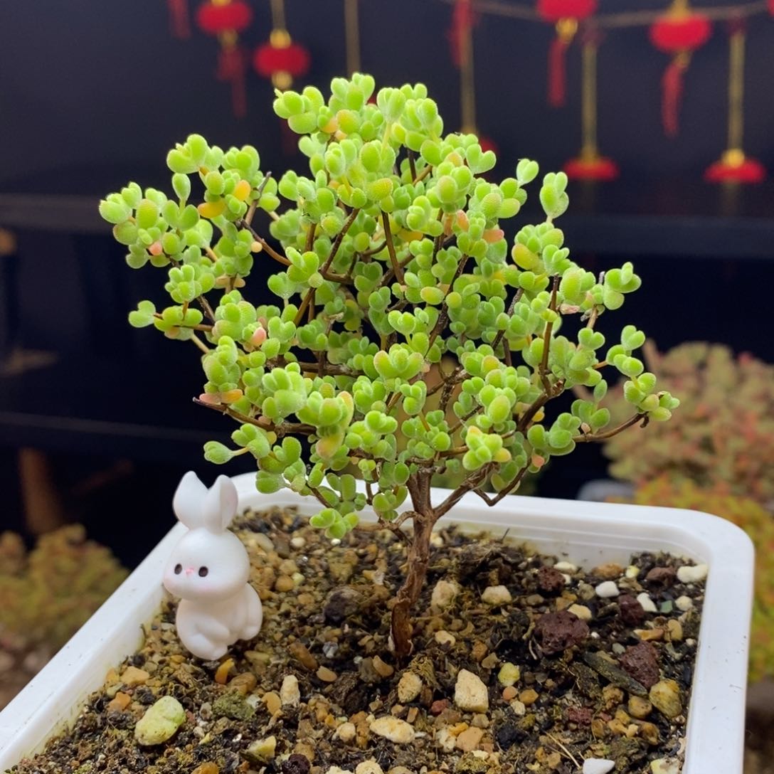 12号莱斯枝干多肉