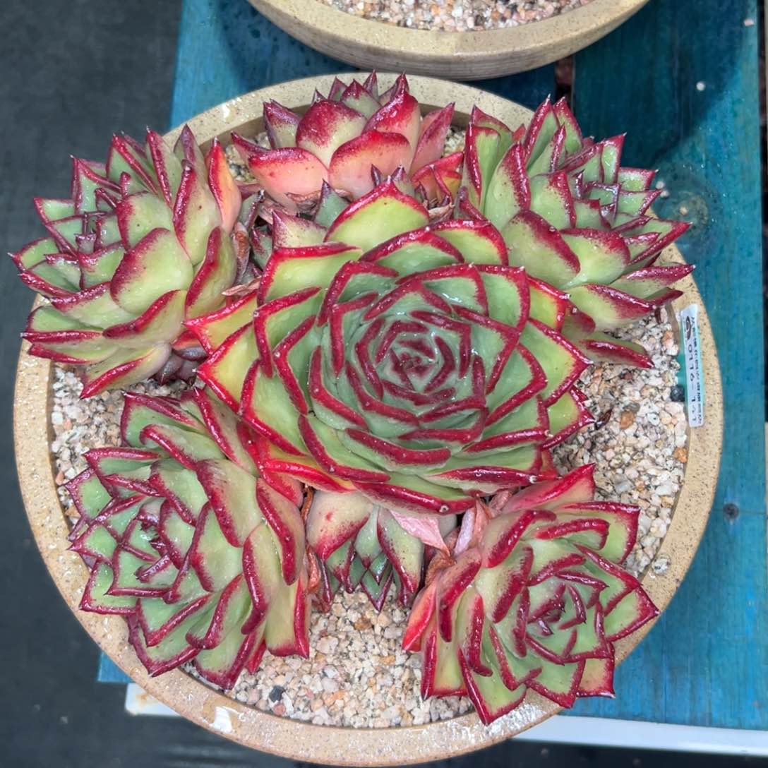 多肉一物一拍0116-9999