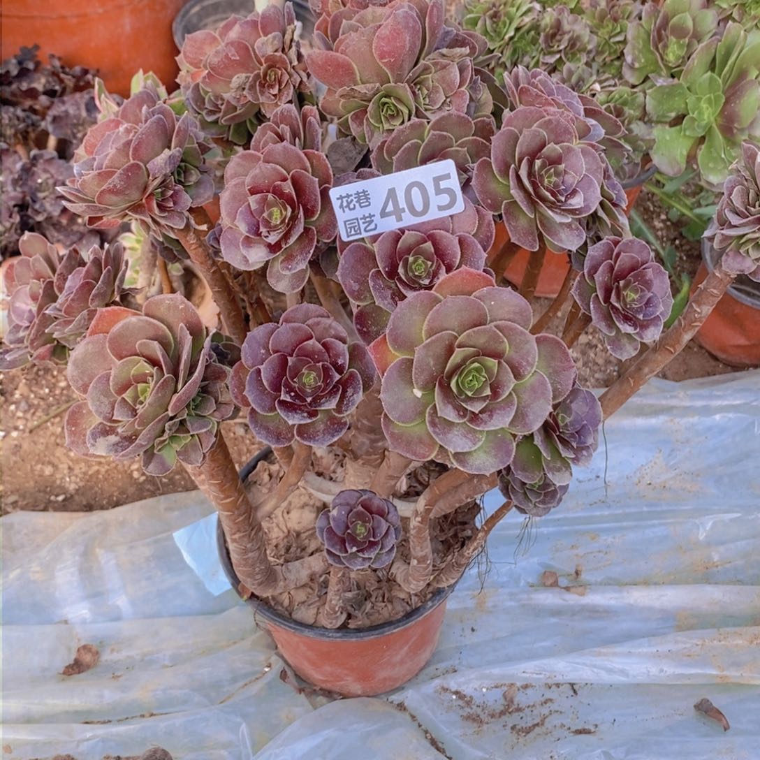 405 号一物一拍多肉植物