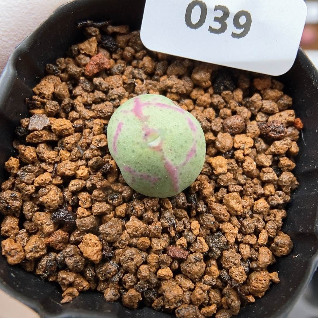 多肉植物A-039（1.3）少将杂