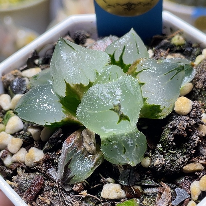 612巨大化冰玉鸾福利