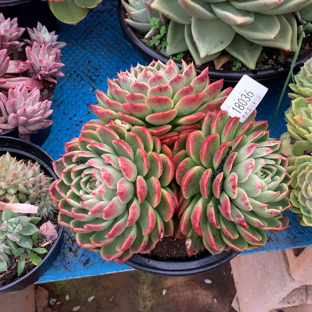 用***3    红女巫多肉18036