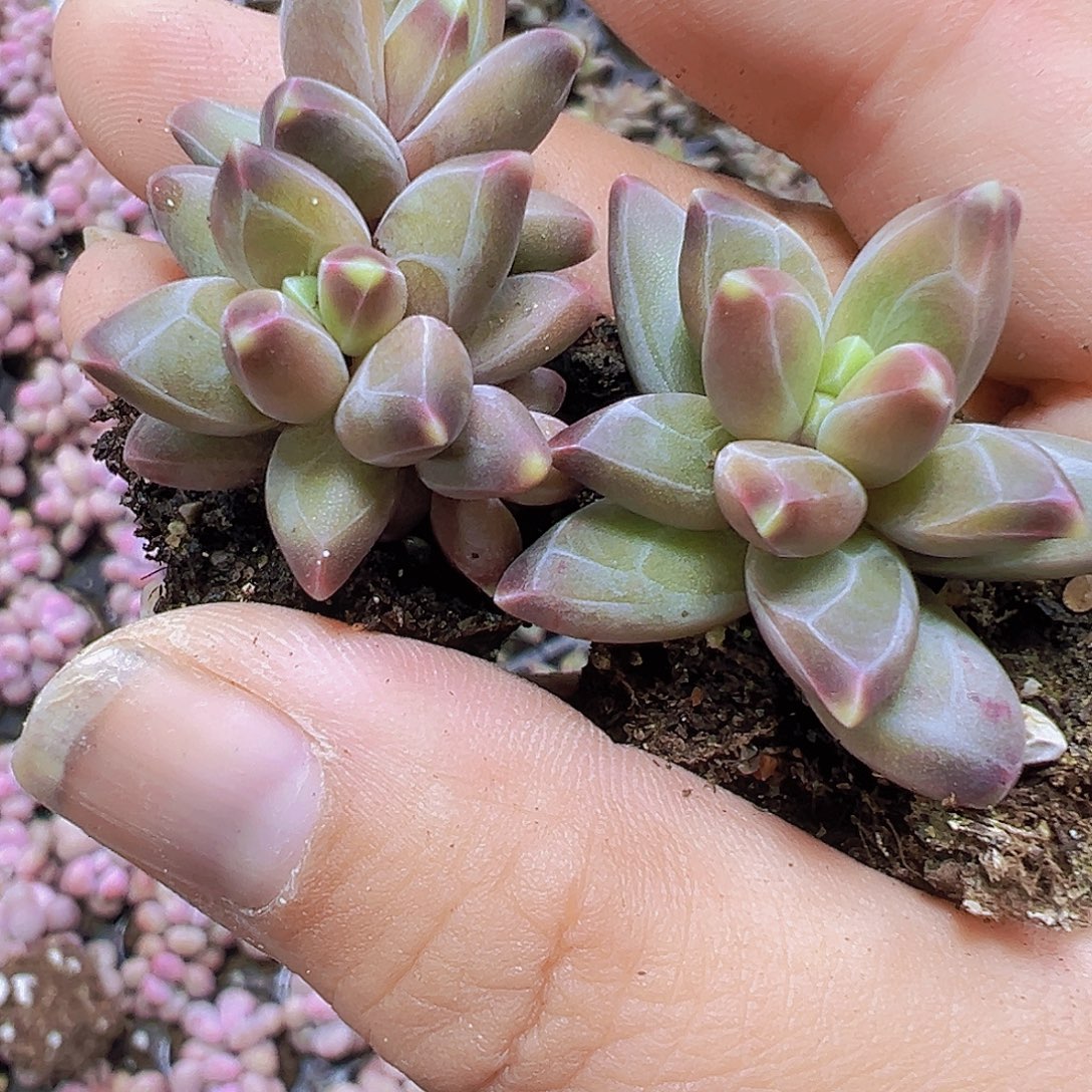 梵高美人苗5个19包邮