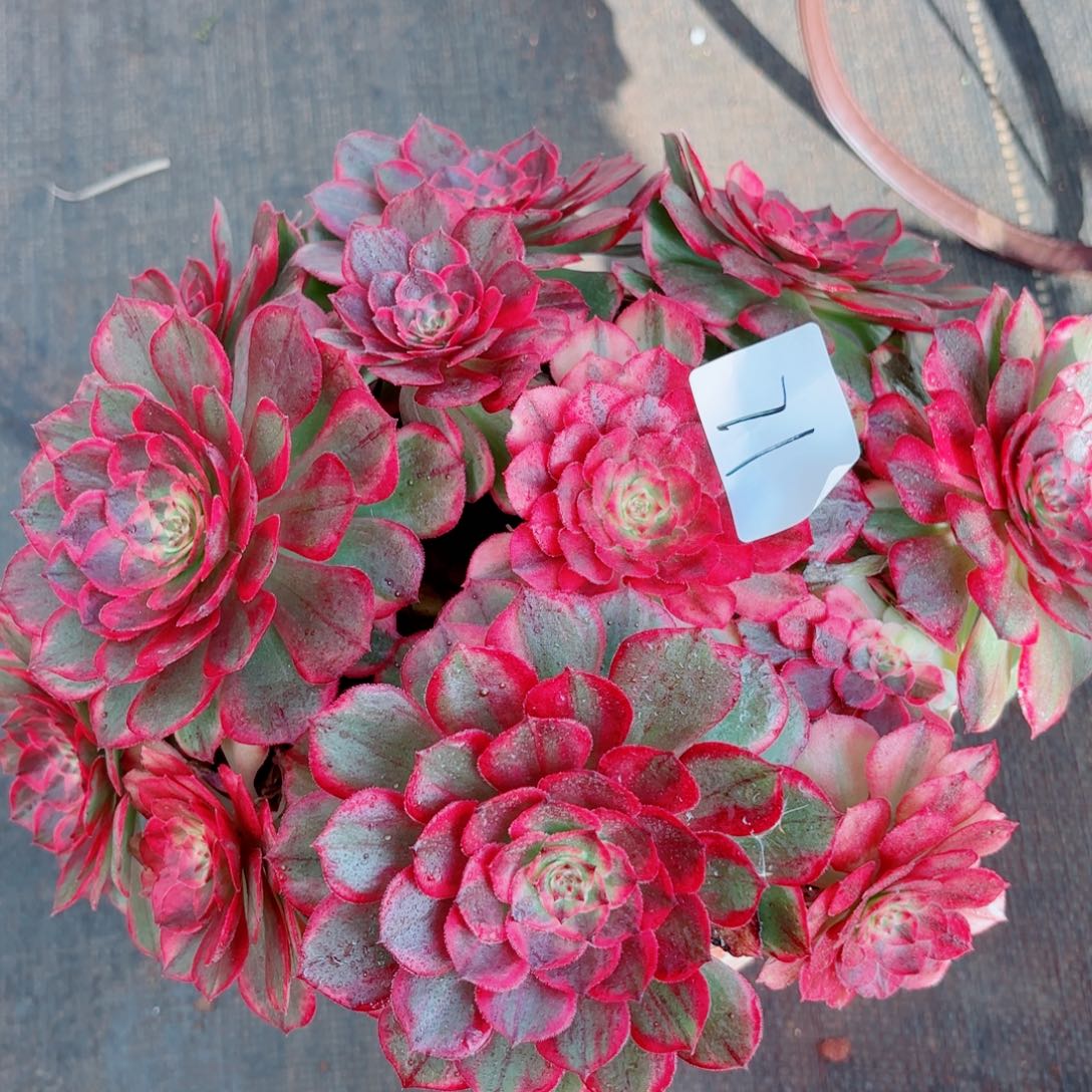 一物一拍多肉法师71