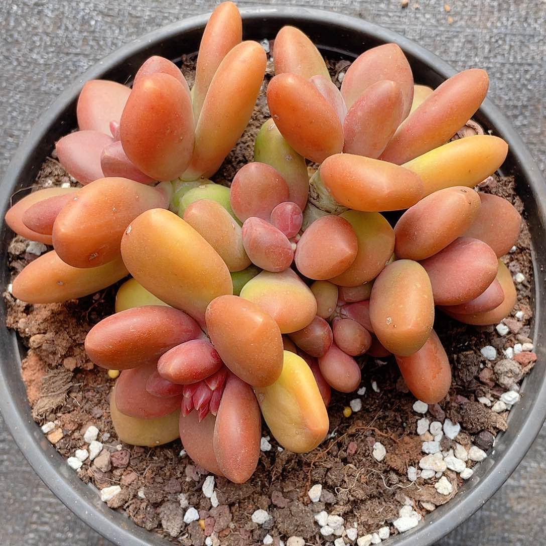 芒果奶专场特价福利699