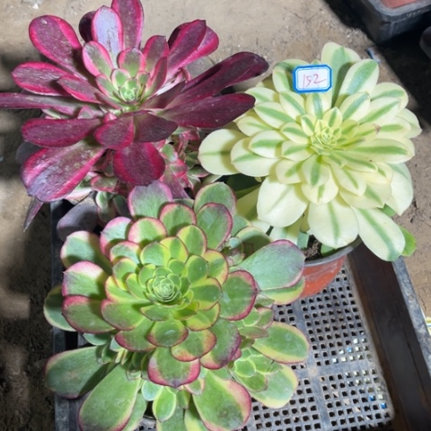 152多肉植物组合