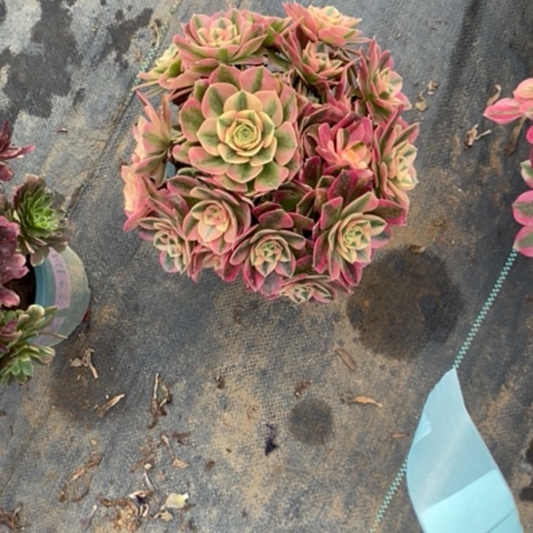 粉女巫断枝15多肉植物法师