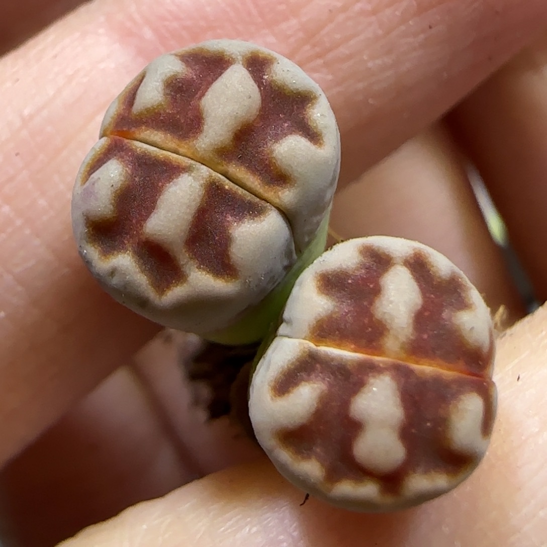 8.15。  top red。  9039高腿