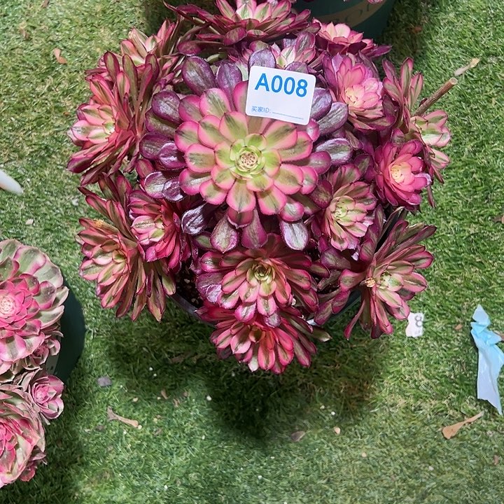 008白月光多肉植物