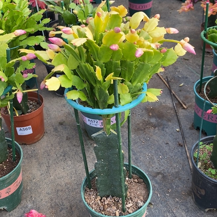 大部分花苞少量开放金*576嫁接海浪锦