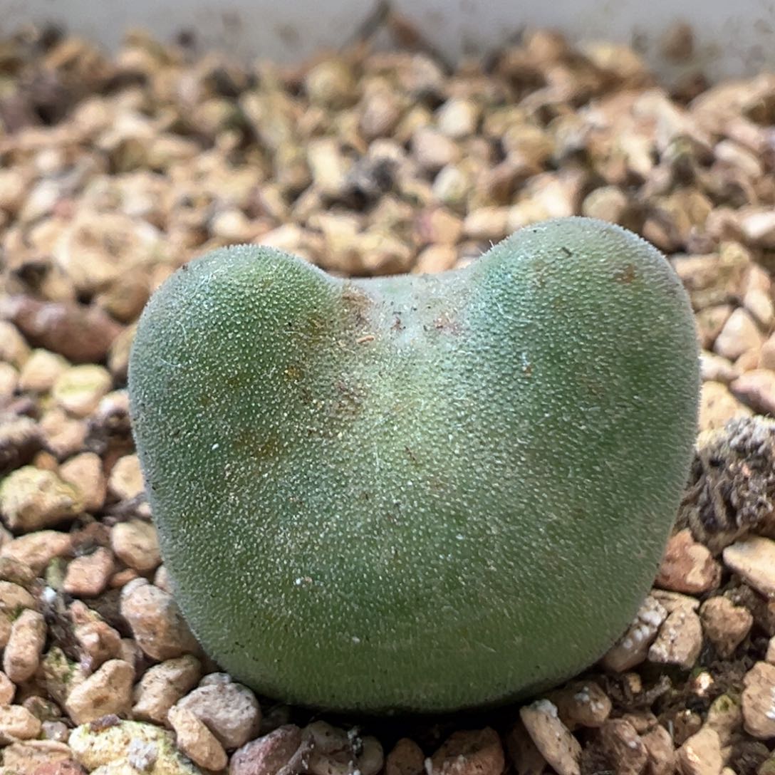 捡漏毛弹弓 肉锥植物