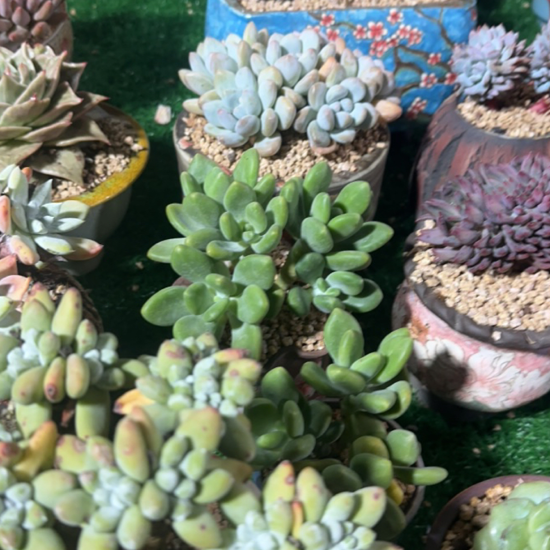 豆豆直拍链接多肉植物