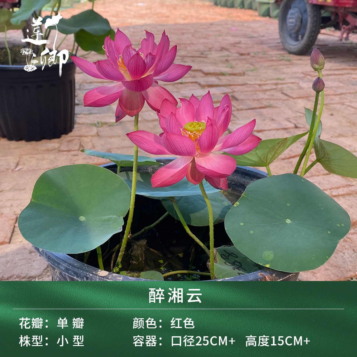 莲卿【1醉湘云】 单瓣红色系精品小型荷花阳台盆栽露台种藕根茎苗