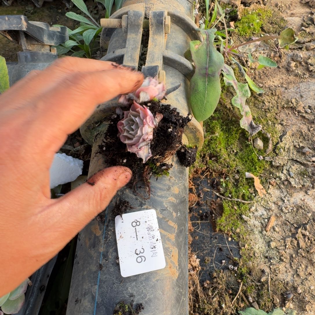 8-36蓝丝绒两颗量拍发货有一门口