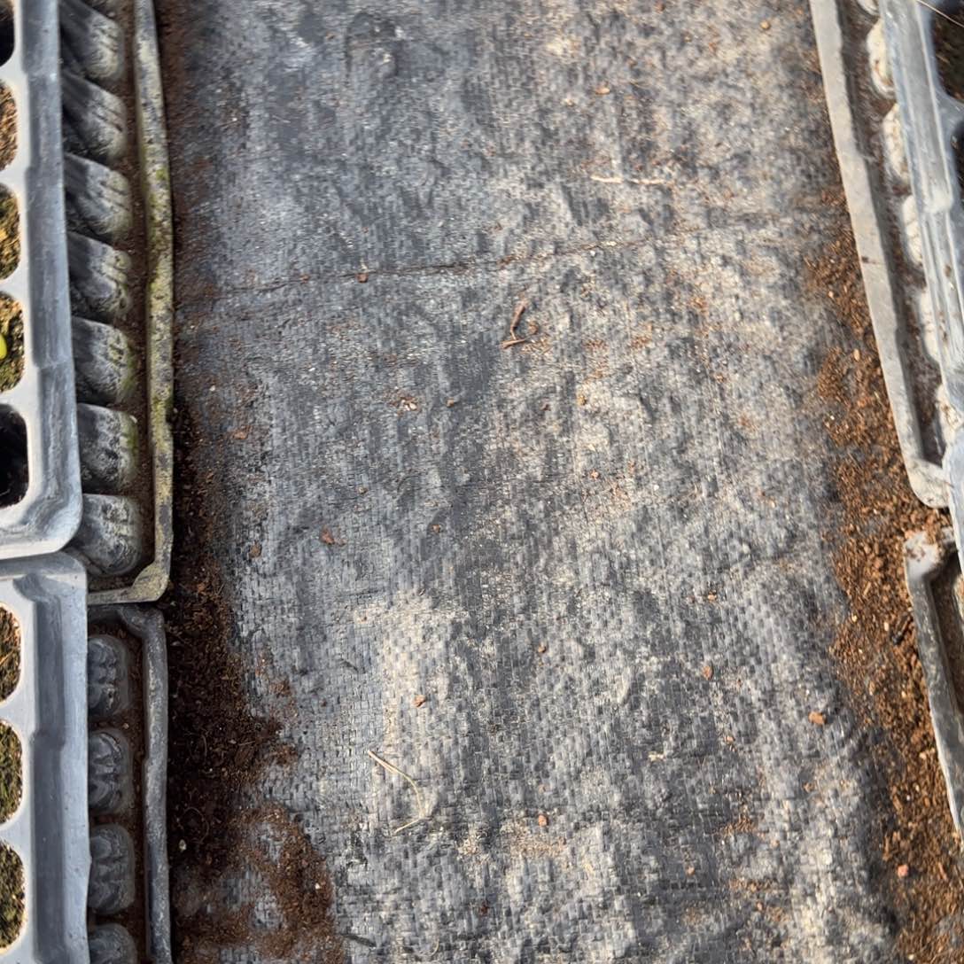 白冰穴一个满25包邮