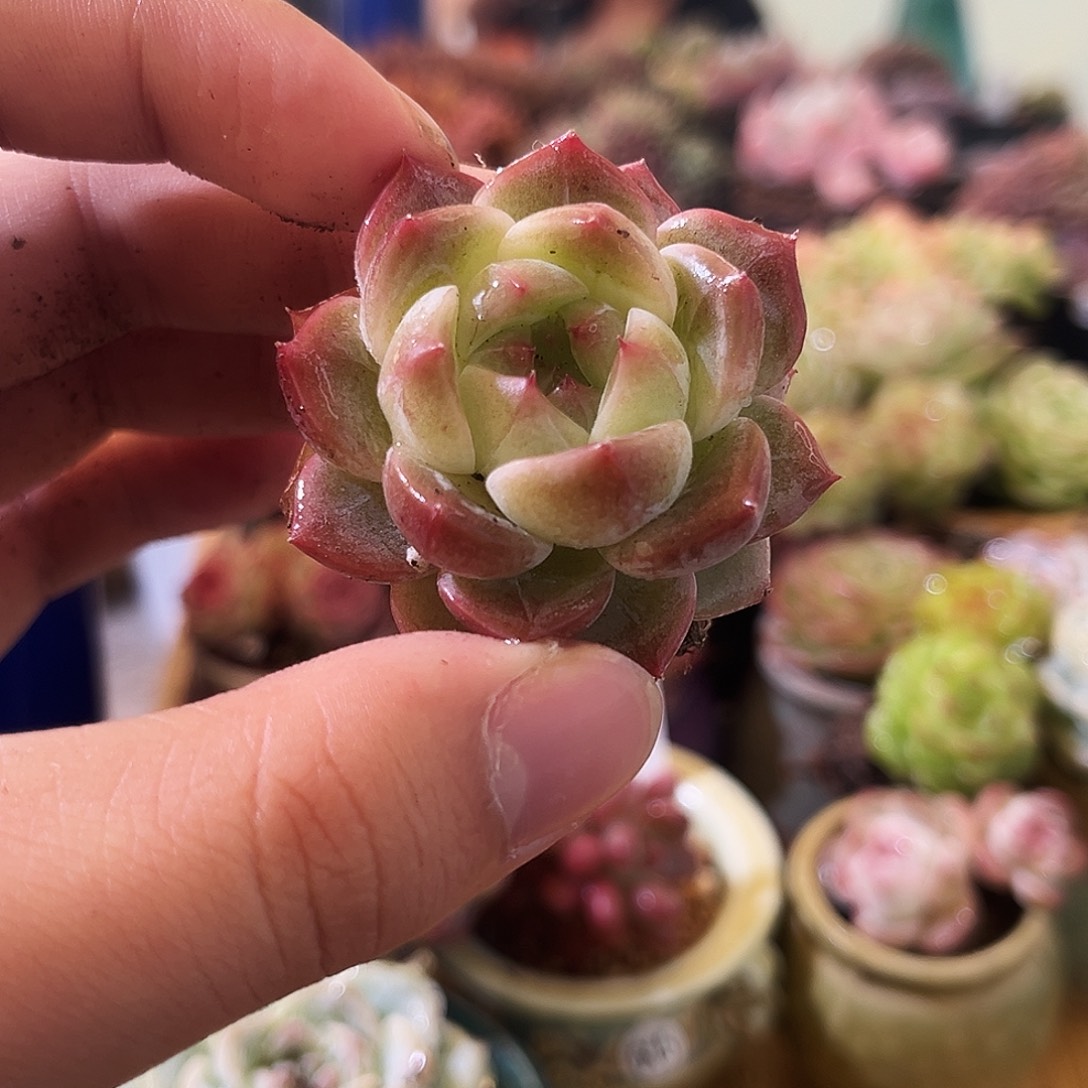 某***人鹦鹉螺单一物一拍