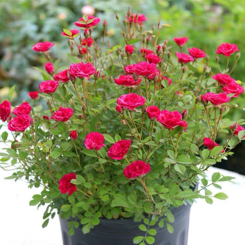 【新疆包邮】爬墙蔷薇好看养眼花卉