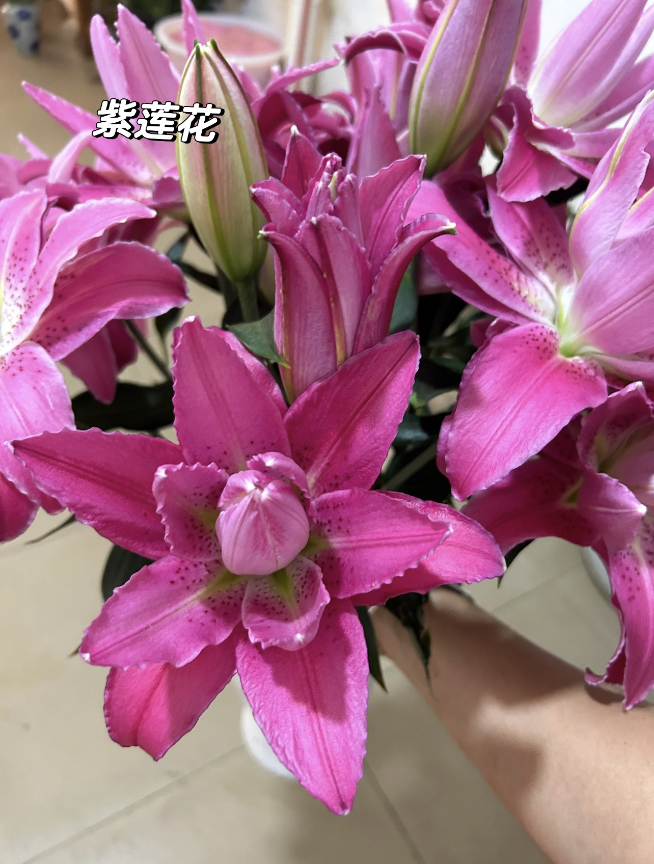 【大花苞】紫莲花 单头重瓣香水百合5支+营养剂